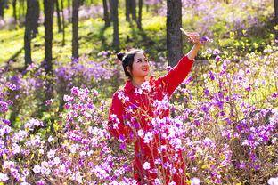 映山红电影照片