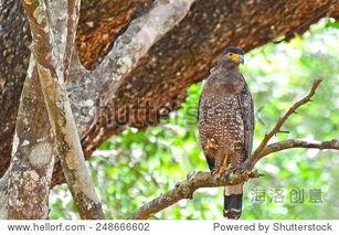 蛇鹰图片,揭秘神秘生物的生态传奇